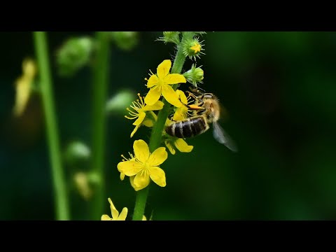 Odermennig - die Blüte zur eigenen Ehrlichkeit