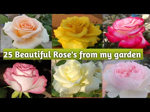 25 Beautiful Rose varieties with name /I'd #flowers #rose #htrose