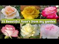 25 Beautiful Rose Varieties With Name I D Flowers Rose Htrose