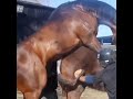 Horsemating Horseintercourse Horse Mating With Same Bread