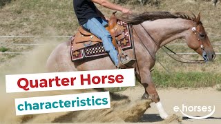 Quarter Horse  | characteristics, origin &amp; disciplines