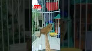 Download lagu Burung Wambi mini Gacor Masteran Handal Burung Kicau mp3