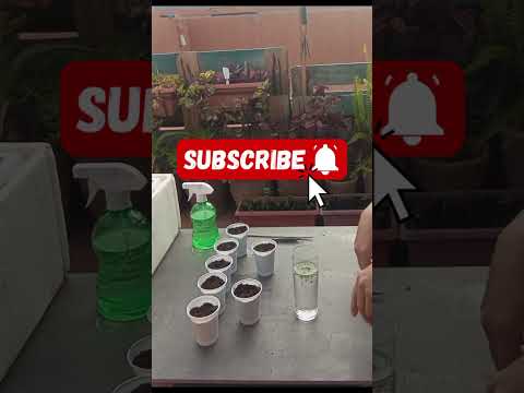 🌵اكتار من نبتة الكلانشو🌵