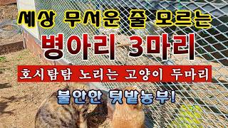 [텃밭농부 2,238]  세상 무서운 줄 모르는 병아리 3마리와 호시탐탐 노리는 고양이 2마리. 불안한 텃밭…