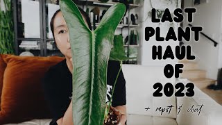 i got a bunch of new plants PART 2 / repot & chat #13