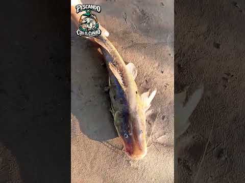 Pesca En El RIO SAN FRANCISCO Yuto Jujuy lindo mandu