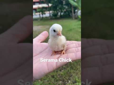 , title : 'Ayam Serama Malaysia @ Malaysia Serama Chicken #serama #seramachicken'