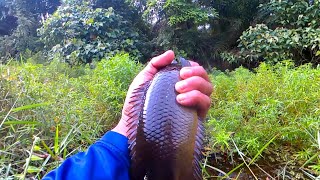 Download lagu Mancing ikan betok di rawa ini bikin kamu lupa pulang mp3