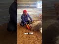 He Coaches His Ostrich Through Her First Egg 😂❤️