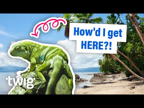 Iguanas Rafted 5,000 Miles Across the Pacific