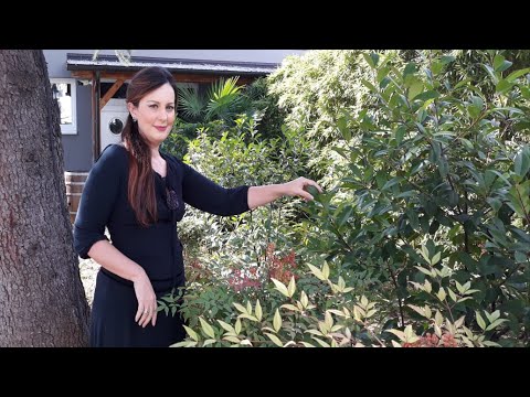 Vitrina e librit/ Vepra të zgjedhura 6 – Mid’hat Frashëri; Heshtja – Gianni Palagonia- 24 Tetor 2021