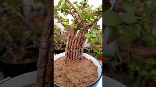 Download lagu Portulacaria afra new look mp3 Download lagu Portulacaria afra new look mp3