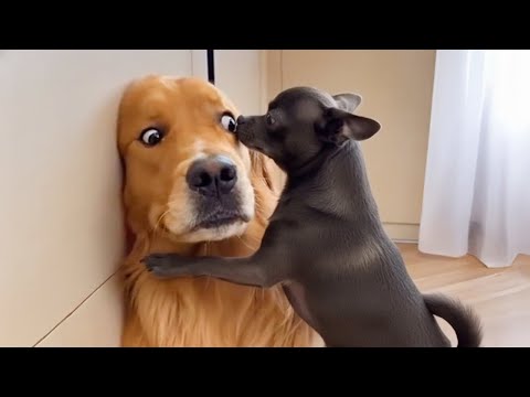 The Funniest Dog on the Planet 😂🐶 Funny Animal Video