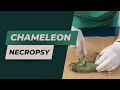 Veterinarian performs necropsy on female Jackson’s chameleon with follicles