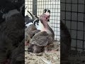 Vedan Racing Homer Pigeonkannur1322 Shortsfeed Rapper Vedan Bird