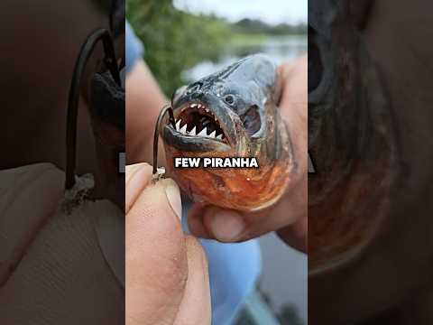 Easiest Snack To Get In The Wild