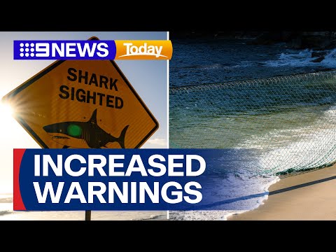 Shark alarm sounds in Manly | 9 News Australia