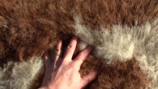 How To Make Your Own Un-Bleached Sheep or Goat Skin Rug