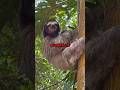 Why does moss grow on sloths?