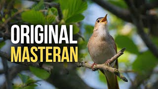 Download lagu Common Nightingale Original Sound for Training (Masteran) mp3