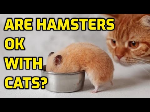 Can Cats And Hamsters Live Together?
