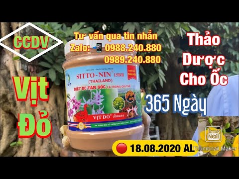 🔴 CCDV # 104. Thảo Dược 365 ngày Cho Ốc, Giun Và Côn Trùng Gây Hại Cho Mai Vàng ||CCDV. 04.10.2020