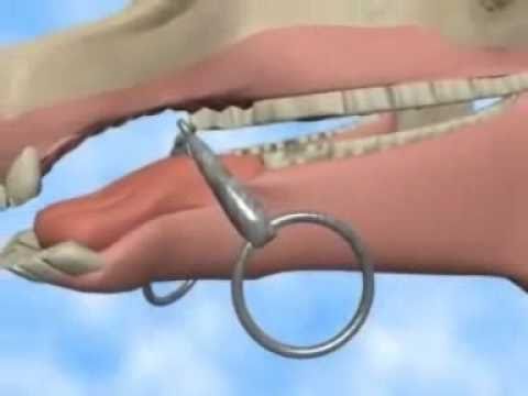 Wędzidło w pysku konia 3D