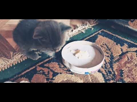 #قطة #قط #games #شيرازي #هيمالايا #game #أكل #القطط #cartoon #عمر #القطة #كيف #رضاعة  #كرتون #العاب