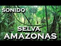 SONIDO-de selva AMAZONAS
