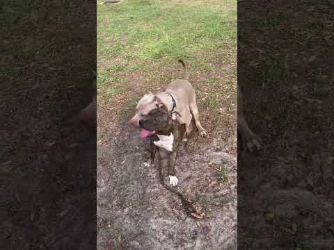 “Get Off Me” #pitbull #xlbully #pitbulldog #nbh