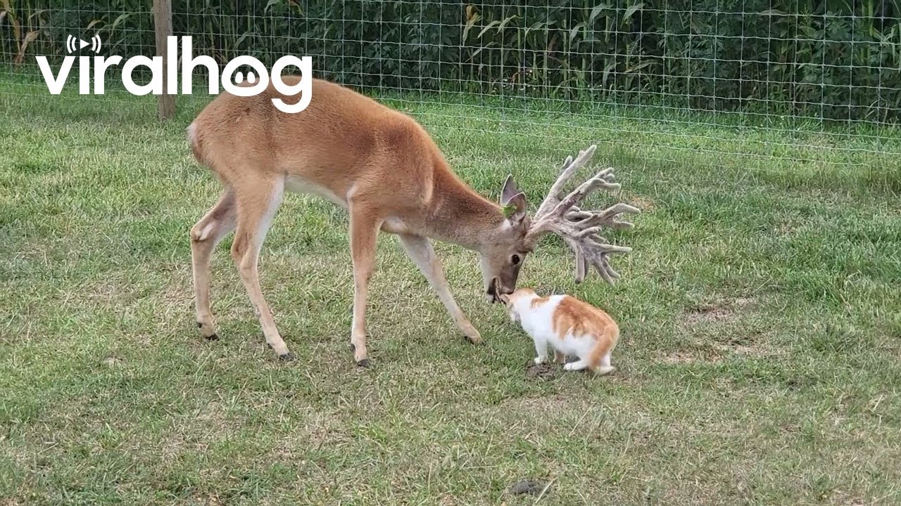 Deer Gives Cat a Bath || ViralHog