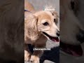 Se casa Charles Leclerc y su perrito roba las miradas