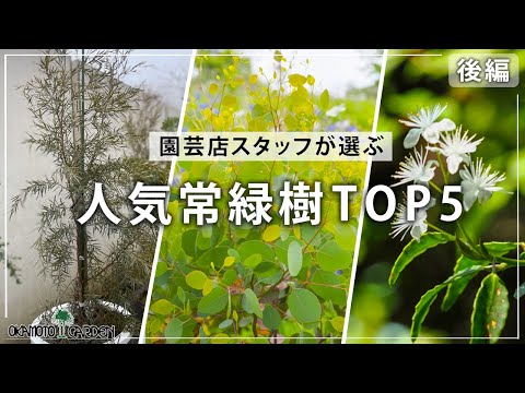 常緑樹のプライバシー スクリーン ツリーを選ぶ理由は何ですか?あなたの屋外スペースにどれを選ぶべきですか？  庭園