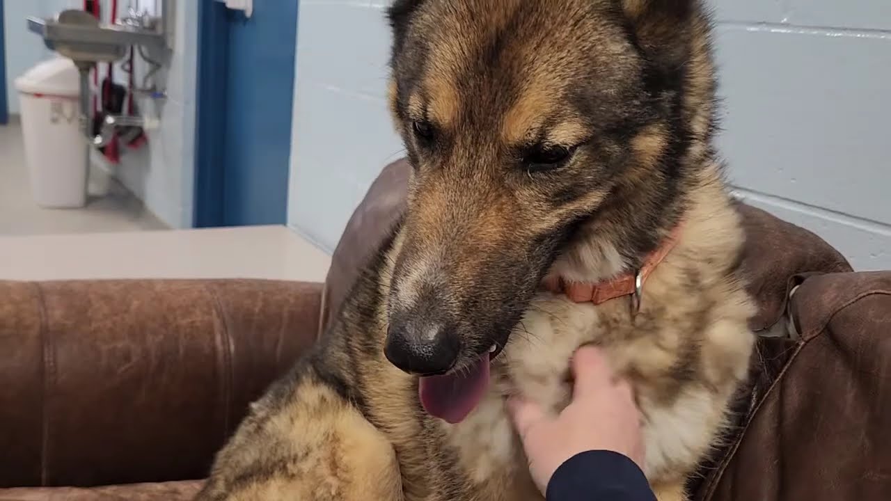 Enlarge Rocky, a ADOPTABLE mixed breed in Marshfield, WI video 6/6