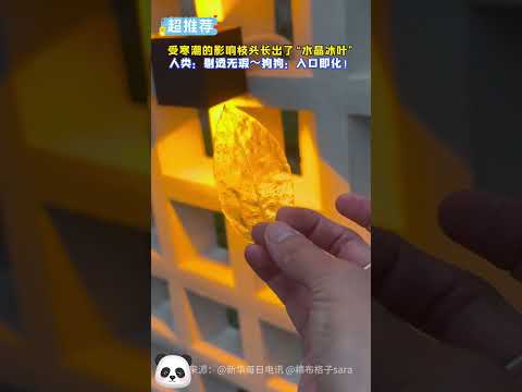 德牧 ：媽媽～冬天脆脆的，入口即化😋German Shepherd: Mom~ It's crunchy in winter and melts in your mouth😋#china