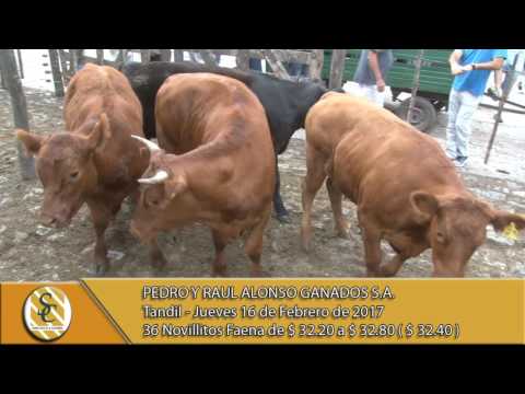 16-02-17 Venta de Hacienda a la Balanza - Pedro y Raul Alonso Ganados S.A. - Tandil.