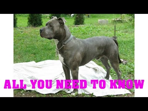 image-Is the American Pitbull Terrier a recognized breed?