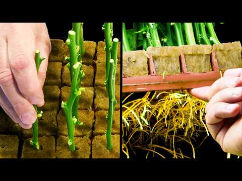 Growing Citrus from Cuttings - Rooting Citrus Rootstocks