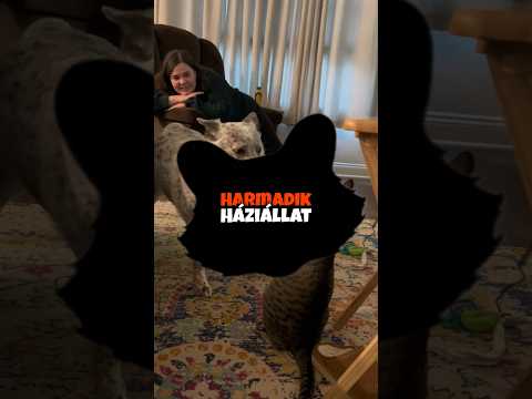 a kutya és cica mellett lesz valami más?