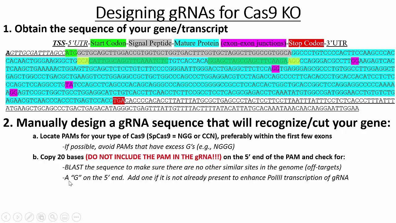 Designing gRNA Oligos to Clone into Cas9 Expression Plasmids for KO Experiments