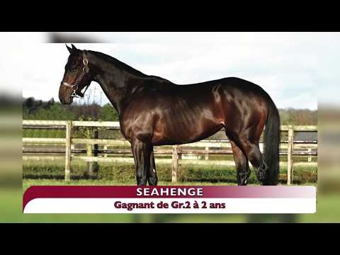 50 - Seahenge - Scat Daddy / Fools In Love - Haras de la Haie Neuve