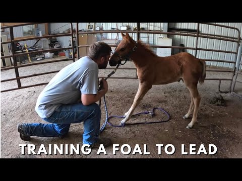 Training A Foal To Lead - The First Lesson