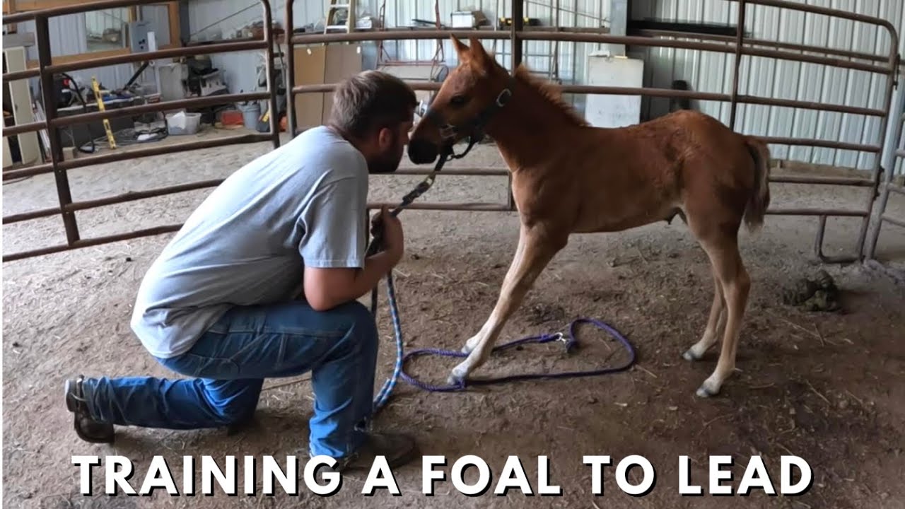 Training A Foal To Lead - The First Lesson