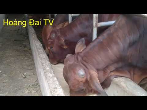 Cách nuôi bò thịt hiệu quả kinh tế cao kiếm tiền tỷ từ nuôi bò how to raise beef cattle