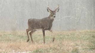 preview picture of video 'Beyond The Backyard Ohio Youth Deer Hunt 2009'