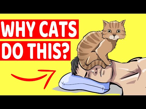 Why Your Cat Sleeps On Your Face and 9 Other Strange Cat Behaviors Explained