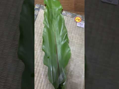 園芸 シダ葉クロウメモドキ、切り葉クロウメモドキ