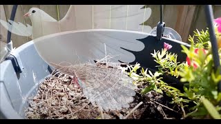 Mourning Dove Nesting in Flower Pot (video8) - Farewell