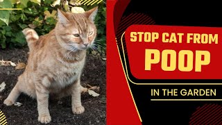 How To Stop Cats From Pooping In The Garden??Super Easy & Safe Methods