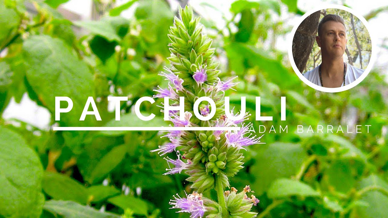 Patchouli - The Oil of Presence and Solitude - YouTube